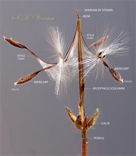  Dehisced Schizocarp